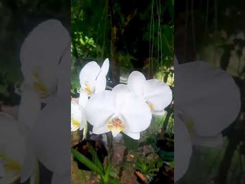 Phalaenopsis flowers #Shorts Learn Gardening