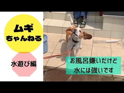 水遊びを楽しむムギ