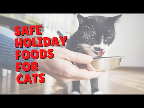 Safe Holiday Foods for Cats | Two Crazy Cat Ladies