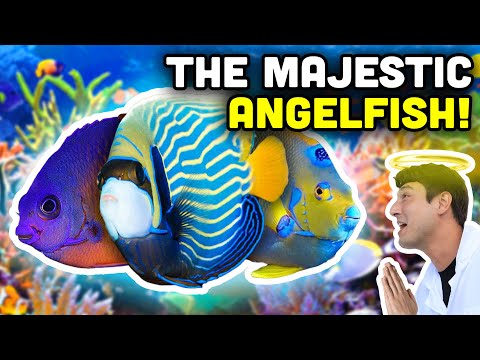 Talking Fish: Angelfish! Reef Safe or Not?