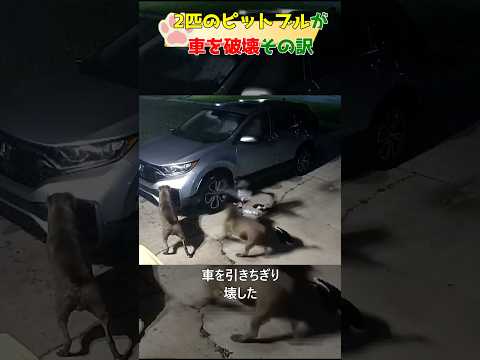 2匹のピットブルが車を破壊その訳は?#dog#shorts#pitbull #犬#cat #猫