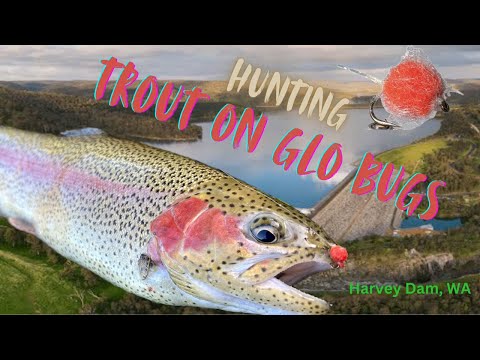 Hunting Trout on Glo Bugs | Harvey Dam