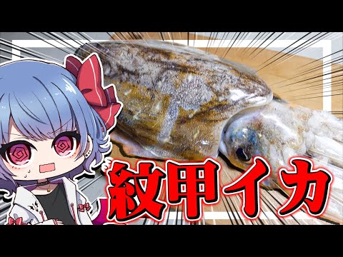 巨大モンゴイカを捌いたら大惨事に！？【お料理】【ゆっくり実況】