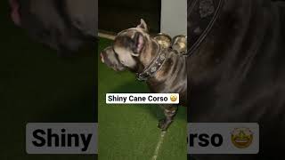 Shiny Cane Corso 🤩