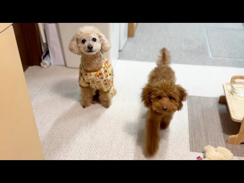 トイプードルの子犬と先住犬が全く仲良くなれませんw