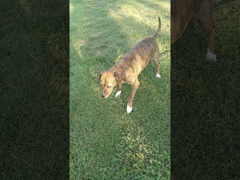 My dog is teasing me #dogsofyoutube #dogslife #petslife #petlover #dogshorts #dogslifeshorts