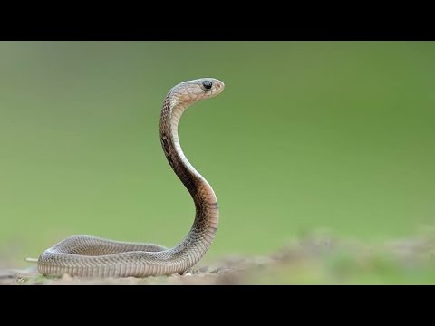 Baby spectacled cobra rescued and released at thurahalli forest. #reels #cobra #snake #baby #nature