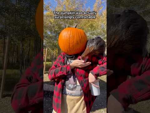 Chickens Carving A Pumpkin For Spooky season On The Ranch. #shorts #halloween #petchickens #pumpkin