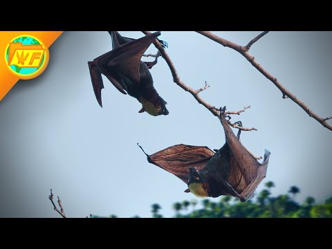 The WORLD'S BIGGEST BAT has a Vicious Fight!