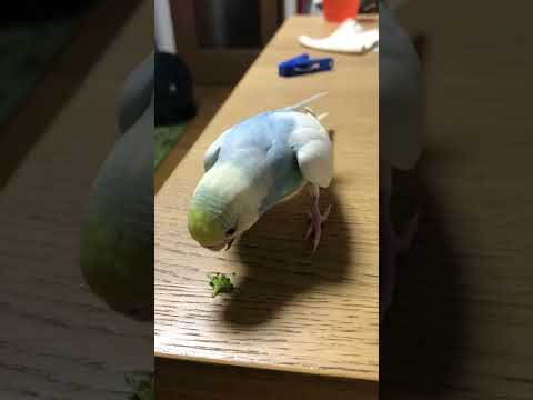 もぐもぐすいちゃん #セキセイインコ #shorts#セキセイインコ #budgie #かわいい #すいちゃん #もぐもぐ#ブロッコリー