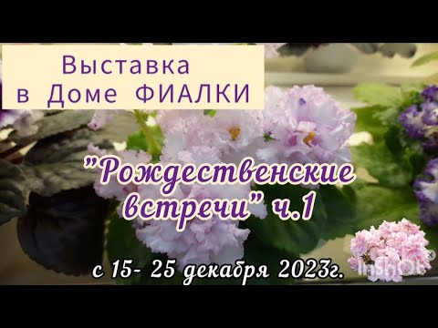 Фиалки -2023 Выставка с 15.12 - 25.12.23 "Рождественские встречи" в Доме Фиалки ч.1 #выставкафиалок