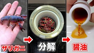 ザリガニから醤油作ってみた