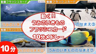 動く フラッシュカード うみのいきもの 8連続 メドレー10分 日本語 を勉強している方向け 単語120語　Japanese Flash card medleys