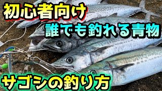 堤防で最も簡単に釣れる青物「サゴシ」の釣り方・アクションを素人が解説【ライトショアジギング】