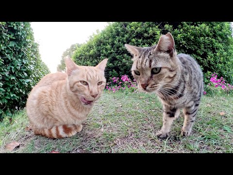 A couple of tabby and leopard cats meet on the lawn