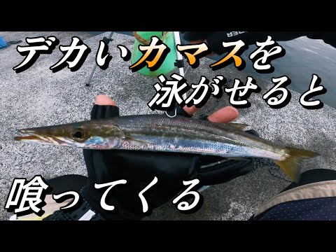 【泳がせ釣り】おすすめ仕掛け公開。簡単仕掛けに大物連発！【大津港】