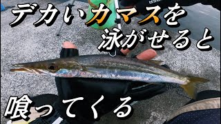 【泳がせ釣り】おすすめ仕掛け公開。簡単仕掛けに大物連発！【大津港】