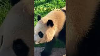 どした⁉️ゴロン、楓浜🍁ファンサてんこ盛り#shorts #楓浜 #panda #animals