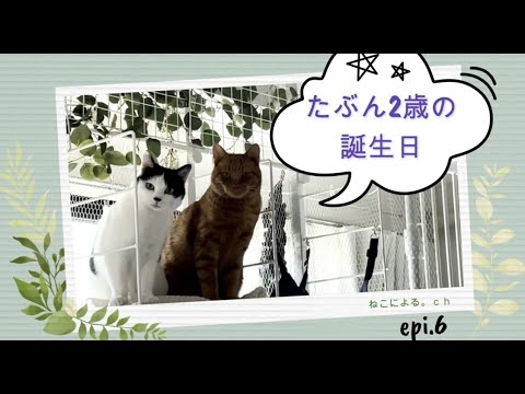 【ねこによる。ｃｈ】たぶん2歳の誕生日　＃野良猫 #保護猫  ＃立川桜スポット ＃根川緑道