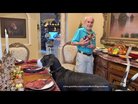 Chihuahua Enjoys Great Dane's Eye View Of Thanksgiving Dinner With Dog Friends