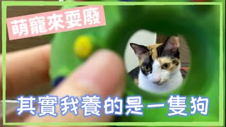 【毛小孩 #09】其實我養的是一隻狗