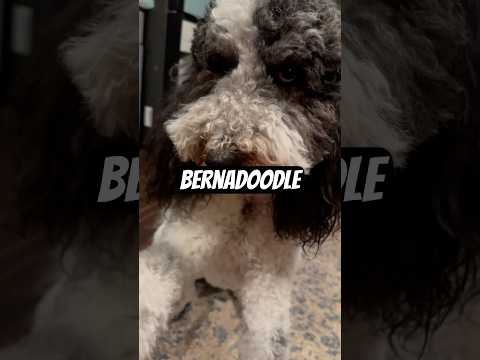 Dolphin Meets Bernadoodle Dog (The Reggie-Rosie Connection)