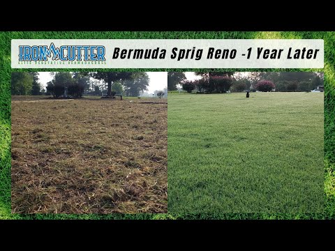 Achieving the Dream Bermuda Lawn: One Year Update IronCutter Sprig Renovation