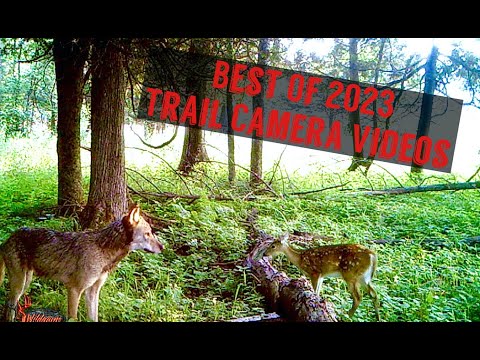 Best Trail Camera Videos of the Year (2023) - Trail Cam Videos