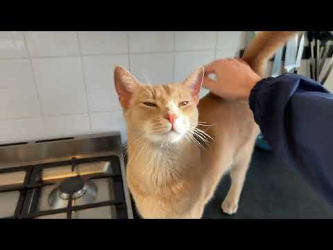 Happy lad keeps meowing until he gets a kiss