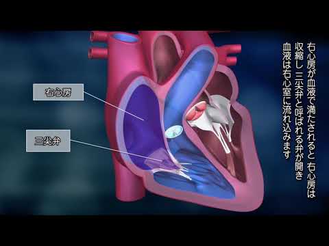 【バイエル サイエンスビデオ】知っておきたい、心臓のはたらき