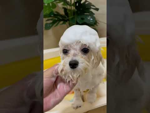 Neem Shampoo: Bye-Bye Fleas, Hello Fresh Fur!