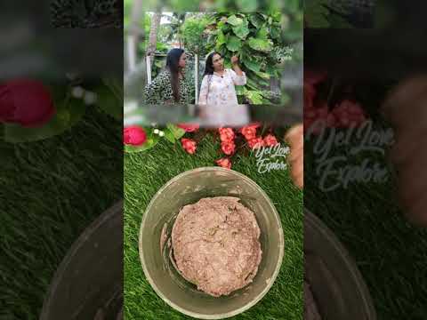 "Murungai Keerai Ragi Adai | முருங்கை கீரை ராகி அடை செய்முறை"