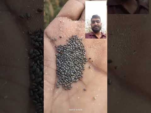 chia ki kheti #kisan #chiaseeds #chia #govind#agriculture #farming#viral #farmer #news #kisannewstv