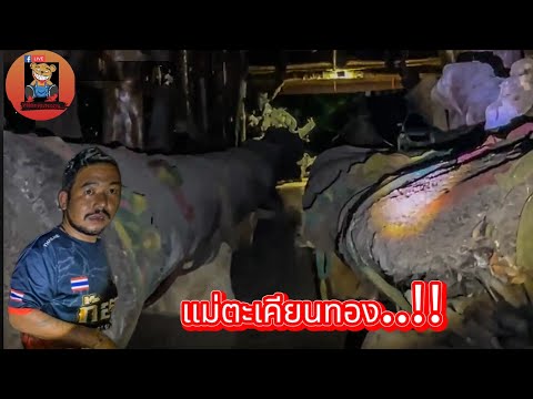 แม่ตะเคียนทอง..!! #รายการผี @หมีตะลุยหลอน-พ2ฃ #ผี #ล่าท้าผี #โปรดใช้วิจารณญานในการรับชม