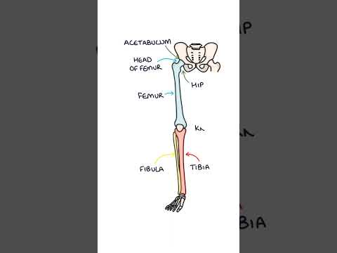 Basic Leg Bone Anatomy #medicalstudent #anatomy #orthopaedics #biology