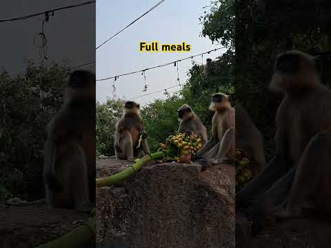 Feast #banana #feast #monkey #langur #feedinganimal #animallover #foodie #food #funny