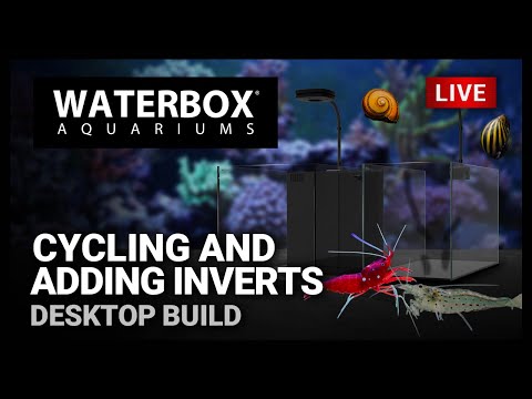 Episode 148: Cycling and adding Inverts to both saltwater and freshwater aquariums