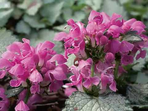 Get to Know Spotted Dead Nettle - Part Sun-Loving Plants