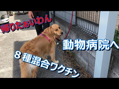 ６月１１日８種ワクチン午後から雨予報でしたので、午前中に行きつけの動物病院へ歩けば１０分くらいの場所でも車でGO散歩嫌いのマリンはワンちゃんいっぱいの病院は緊張して口の周りが泡だらけに