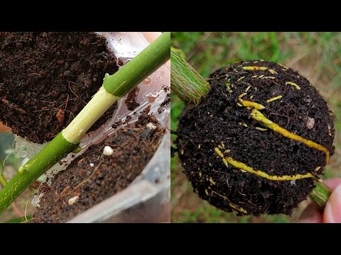 I Used a special tool to Air Layering Lemon Tree - Easy way to grow Lemon tree from cuttings