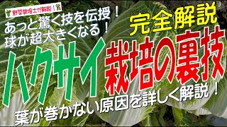 ハクサイ栽培の裏技（葉が巻かない原因を詳しく解説！あっと驚く技を伝授 ！球が超大きくなる）