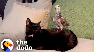 Rescue Pigeon Loves To Massage Her Cat Sisters | The Dodo