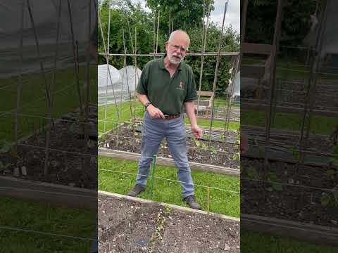 Hey Phill: How Do I Stop My Hens Eating Plants in the Garden? #shorts #chickens #garden #plants