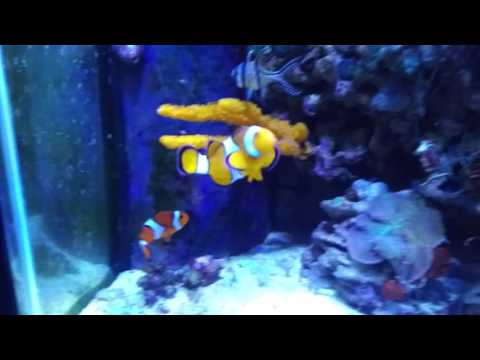 How I Keep 4 Clown Fish in a Tank