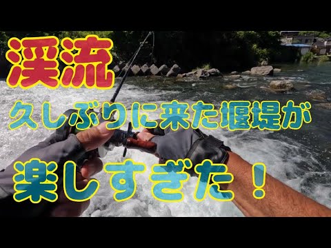 渓流アメゴ(アマゴ)  堰堤は化ける時がある！