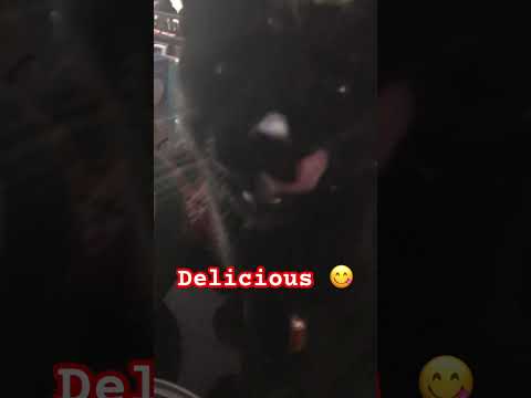 Caught eating sour cream | evidence | get out of there😡 #cat #kitten #blackcat #cats #catvideos