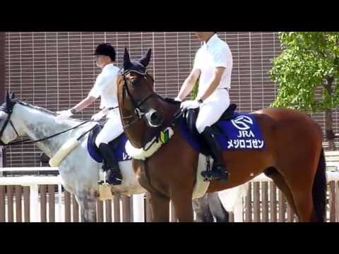 メジロゴゼン　札幌競馬場で誘導馬の修行中