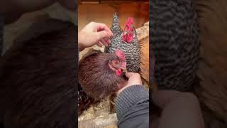 Petting time for Chickens!