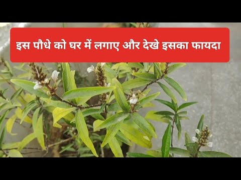 सुख शांति का पौधा क्यों है इतना लाभकारी 😱 | Justicia Plant Positive Results | Justicia Plant Care