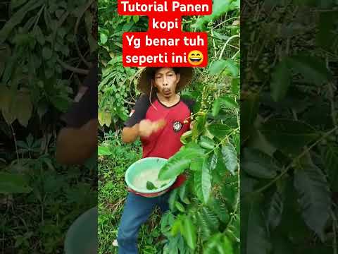 Panen kopi di konoha#panenkopi #ngakak